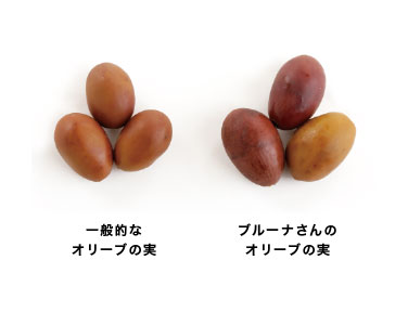 オリーブ